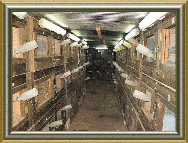 Сарай для кроликов: как построить своими руками удобное для содержания помещение