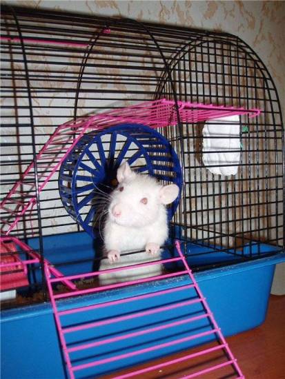 (обновлено) cколько стоит домашняя декоративная крыса в зоомагазине, питомнике и на рынке, дорого ли ее содержать?