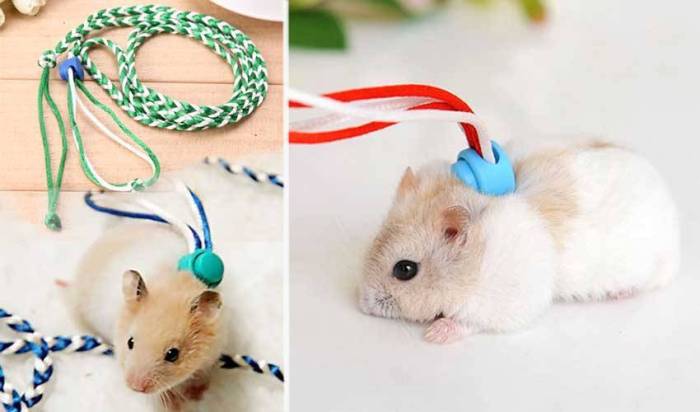 Шар для хомяка: особенности использования, критерии выбора, самостоятельное изготовление