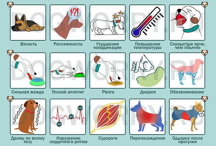 Собака вялая, отказывается от еды: причины, что делать