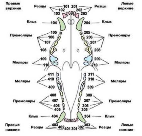 Как и когда происходит смена зубов у собак? автор ветеринар | дети фауны