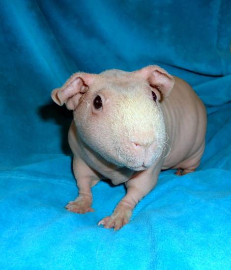 Породы морских свинок