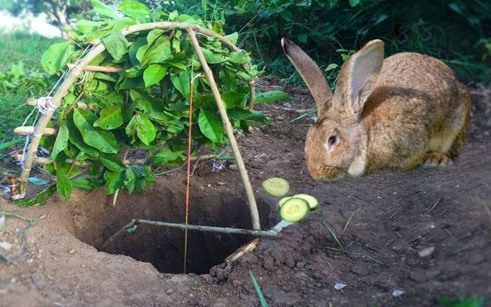 Как поймать кролика: эффективные методы, как сделать ловушки своими руками agrovoz.su