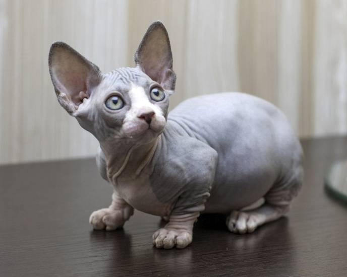 Бамбино - описание породы кошек, плюсы и минусы