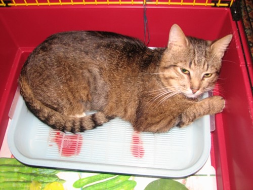 Повреждения почек — опасные последствия зимних травм. упали и ударились спиной – сделайте узи