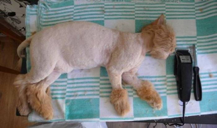 Как подстричь кота самостоятельно в домашних условиях и как успокоить перед стрижкой