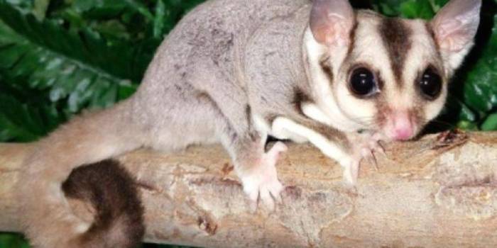 Сахарный диабет: что это такое, как проявляет себя болезнь, лечение и профилактика