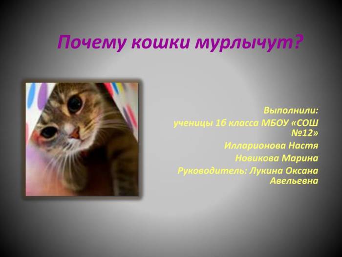 Природа мурчания и основные причины: состояние и настроение питомца