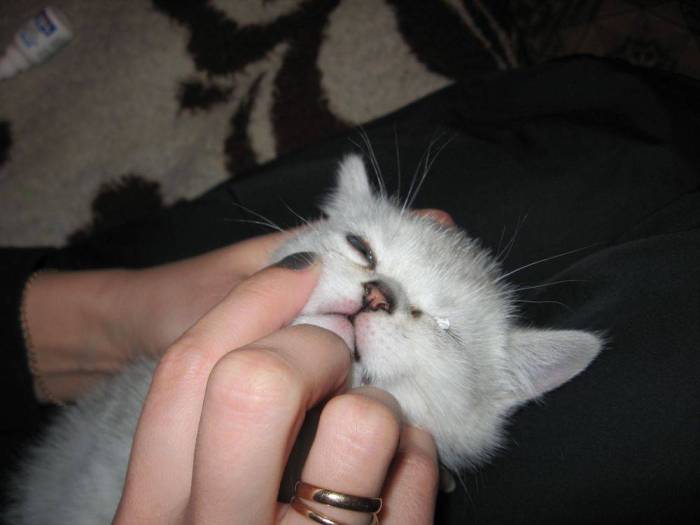 Гноятся глаза у кошек. что делать? все особенности лечения и профилактики болезней глаз у кошек