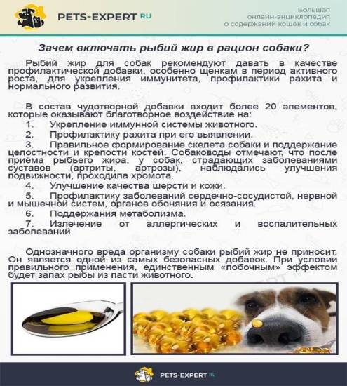 Разрешается ли кормление сырым мясом для собаки каждый день или все же варить