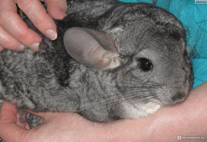 Болезни шиншилл: лечение и профилактика