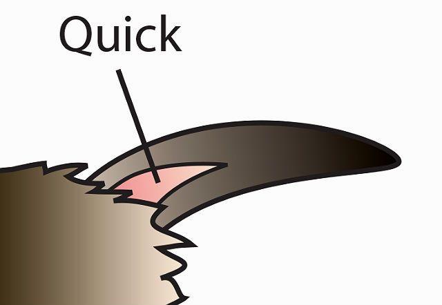 Как подстричь когти декоративному кролику в домашних условиях: советы и видео