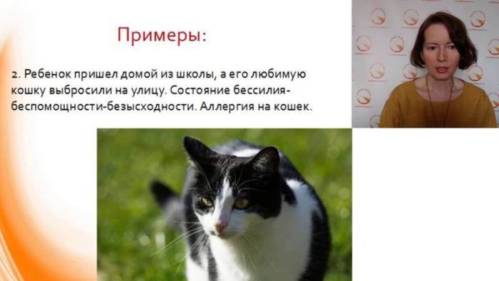 Аллергия на кошку: можно ли справиться или придется выкинуть