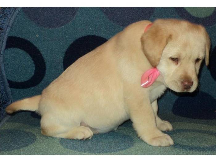 Когда у собак течка порода лабрадор