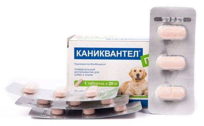 Чем лечить глисты у кошки: недорогие и действенные таблетки +фото и видео