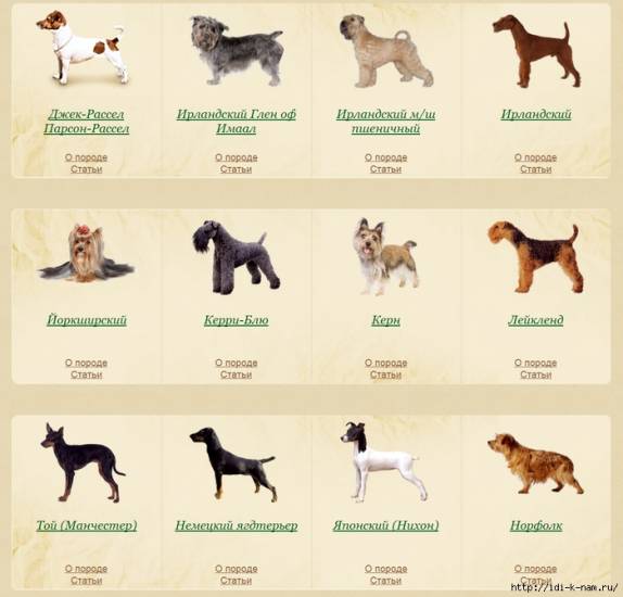 Разновидности той-терьеров