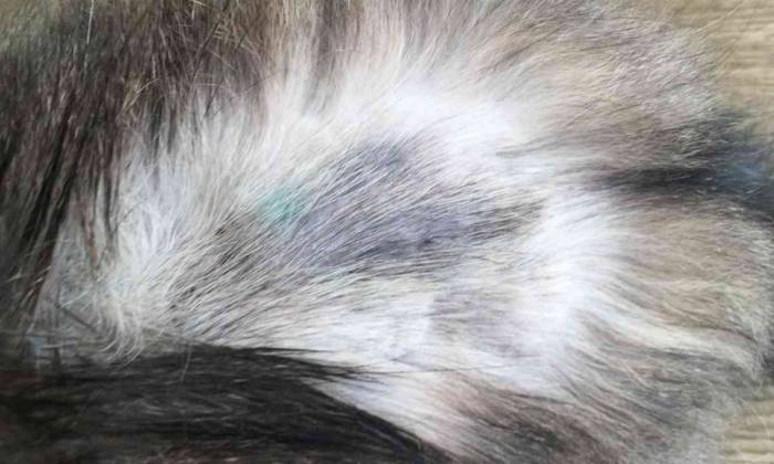 Как распознать и вылечить лишай у кошек