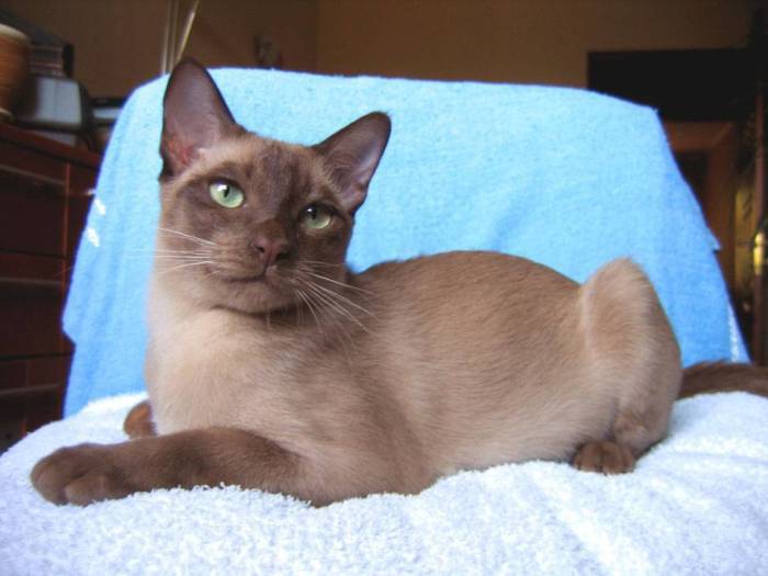 Тонкинез (тонкинская кошка), описание породы