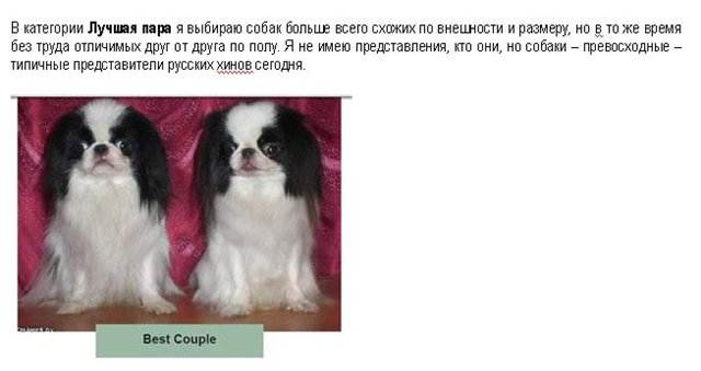 Порода собак японский хин, внешность, уход, содержание, стоимость