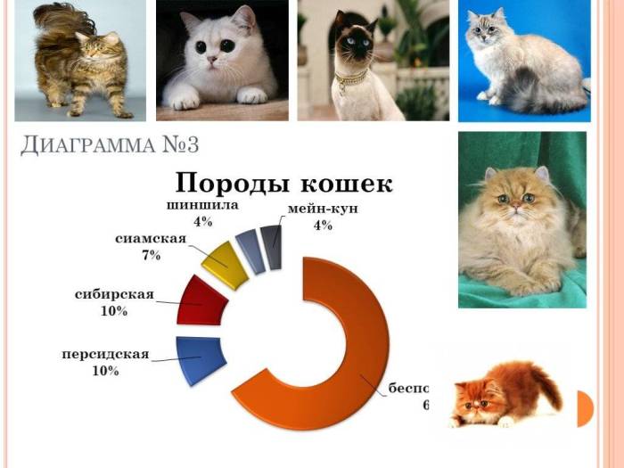 Топ лучших пород кошек - рейтинг 2023 года