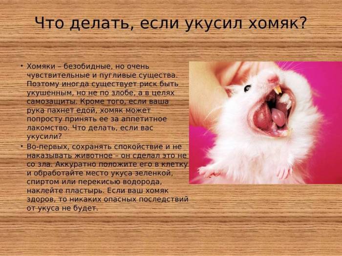 Как отучить щенка или собаку кусаться: причины укусов, методы воспитания взрослой или молодой особи,как отучить собаку кусаться за руки и за ноги