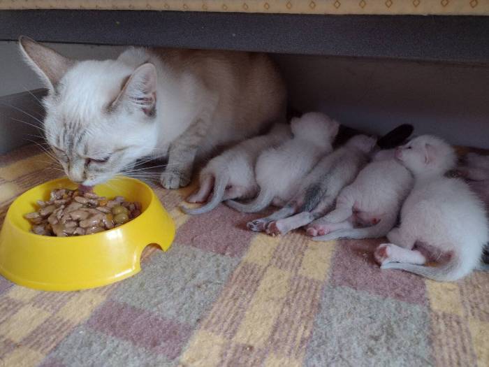 Как правильно воспитывать котенка, чтобы он был ласковым и спокойным, можно ли воспитать взрослого кота или кошку?