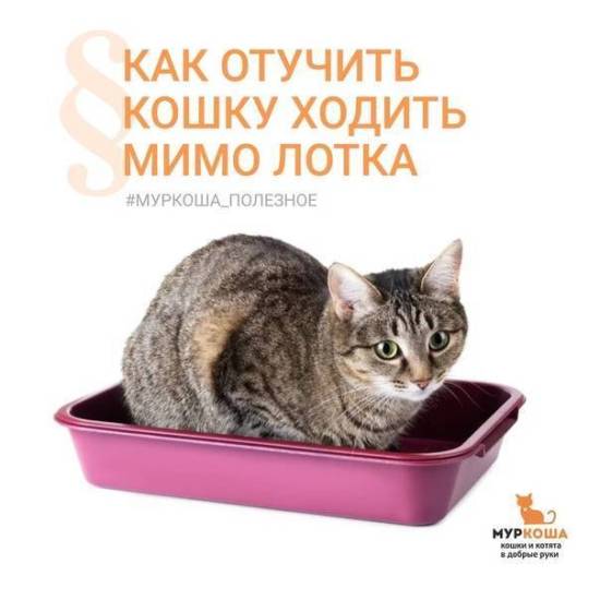 Почему кошка не ходит в лоток – причины и их решения
