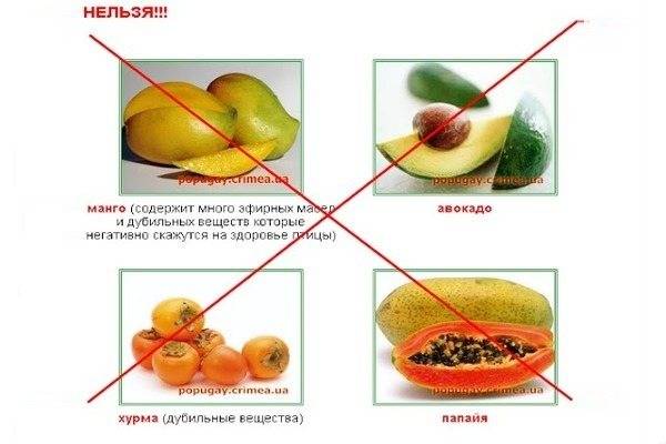 Сорняки для попугаев, или какую траву можно давать попугаям