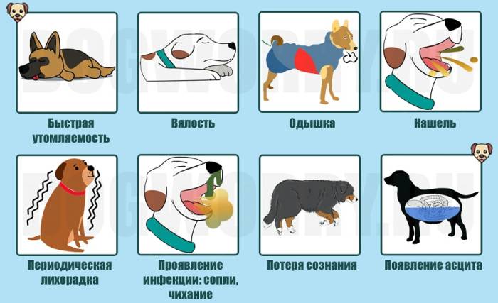 5 первых признаков сердечной недостаточности у собак