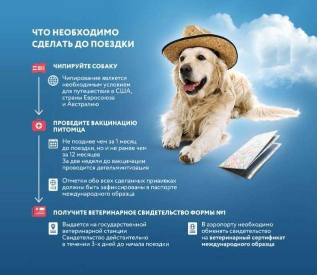 Животные в самолете: перевозка в салоне и багаже, правила 2023 по россии и за границу