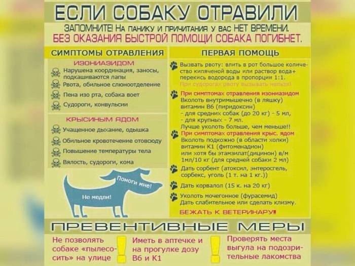 Кошку рвет желтой жидкостью