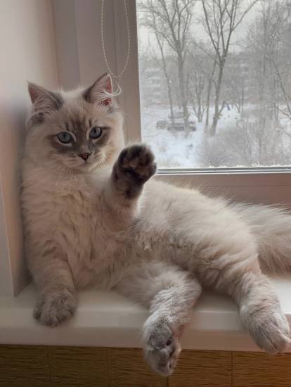 Породы спокойных кошек, подходящих для квартиры и жизни с детьми- советы +фото и видео