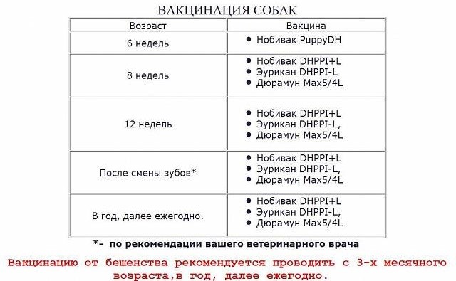 Прививки для собак - zoosecrets