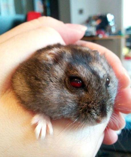 У хомяка вылез глаз — что делать и как помочь хомяку?