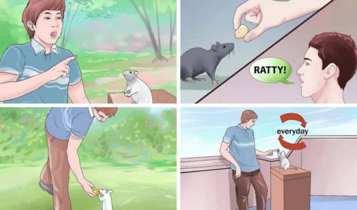 Как дрессировать хомяка и обучить необычным приемам