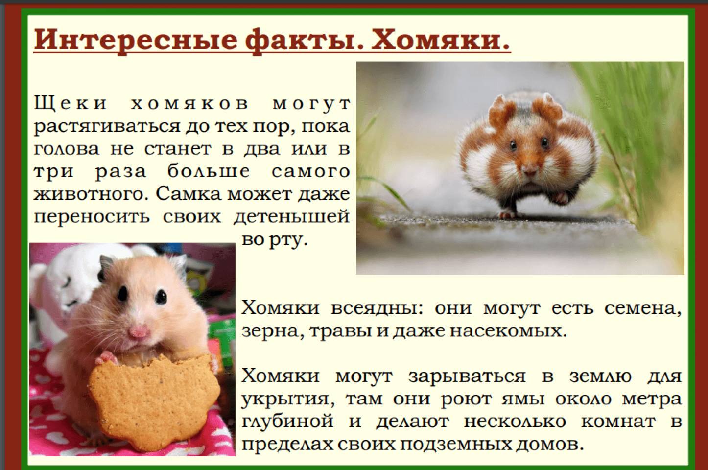 Почему хомяк издает стрекочущие звуки