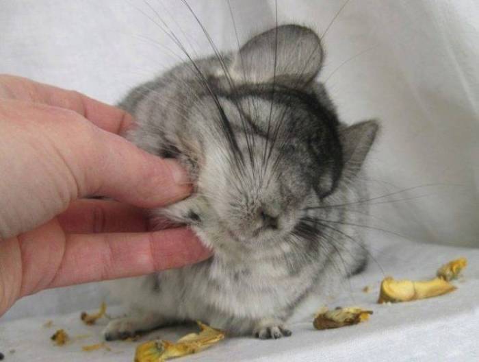 Приступообразный сухой кашель: что делать, когда першит в горле | клиника «гармония»