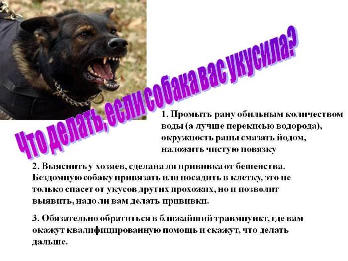 Порядок действий в случае нападение на человека собаки