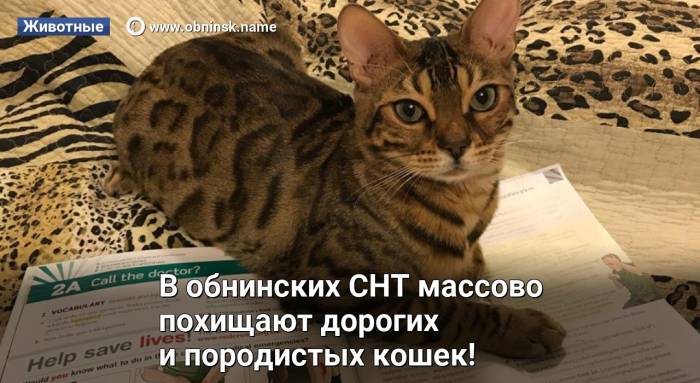 Самые редкие породы кошек