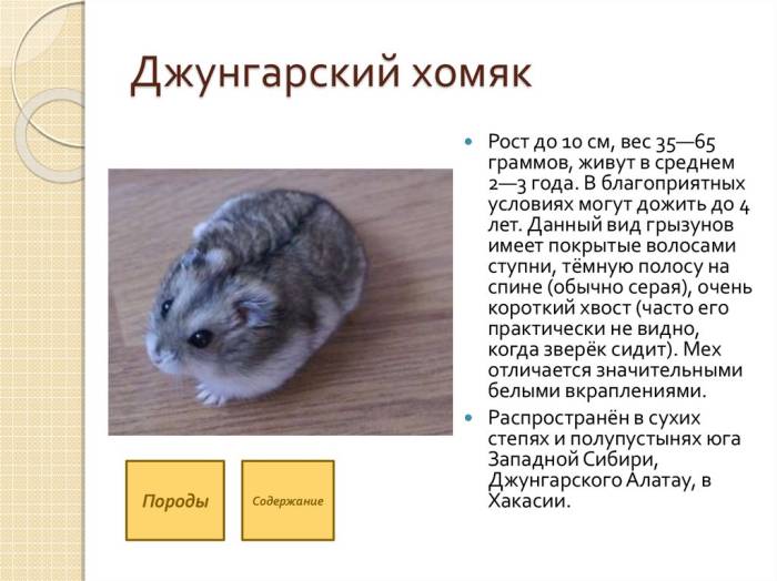 Как определить возраст джунгарского или сирийского хомяка