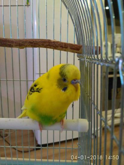 Почему волнистый попугай сидит нахохлившись, дрожит и закрывает глаза