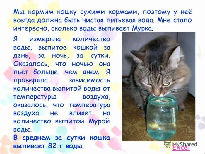 Кошка (кот) ничего не ест и не пьёт несколько дней: что делать, как помочь взрослому животному или котёнку