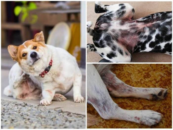 Аллергия у собак: что делать, лечение, симптомы, фото