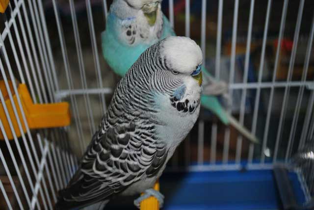 Покупка попугая в зоомагазине. за и против: новости, птицы, питомцы, домашние животные, животные