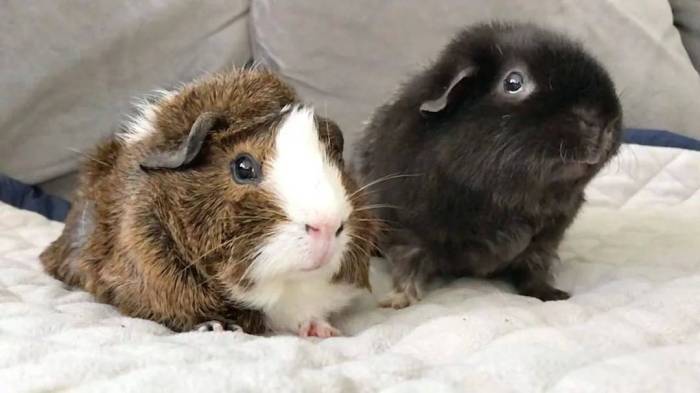 Декоративный кролик или морская свинка, кого лучше завести дома?