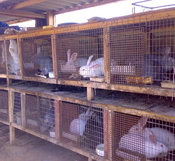 Разведение кроликов: уход и содержание в домашних условиях для начинающих