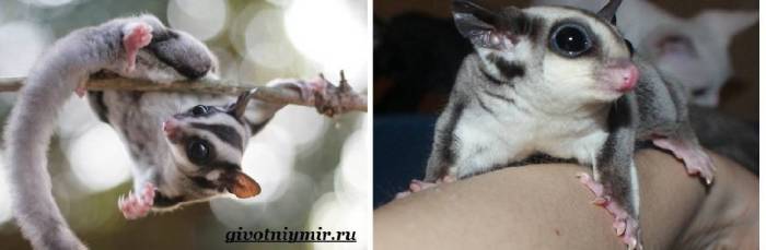 Диабетическая стопа – симптомы, лечение, признаки