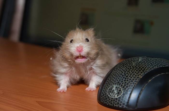 Почему хомяк пищит, плачет или кричит (орет): причины звуков джунгарских и сирийских грызунов во сне