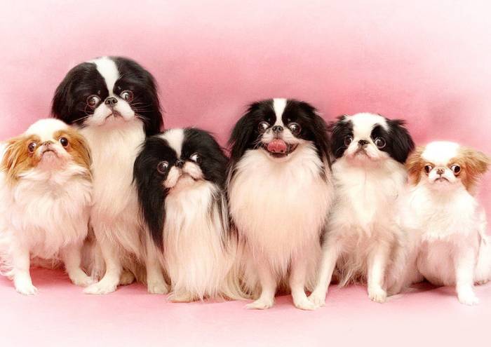 Японский хин