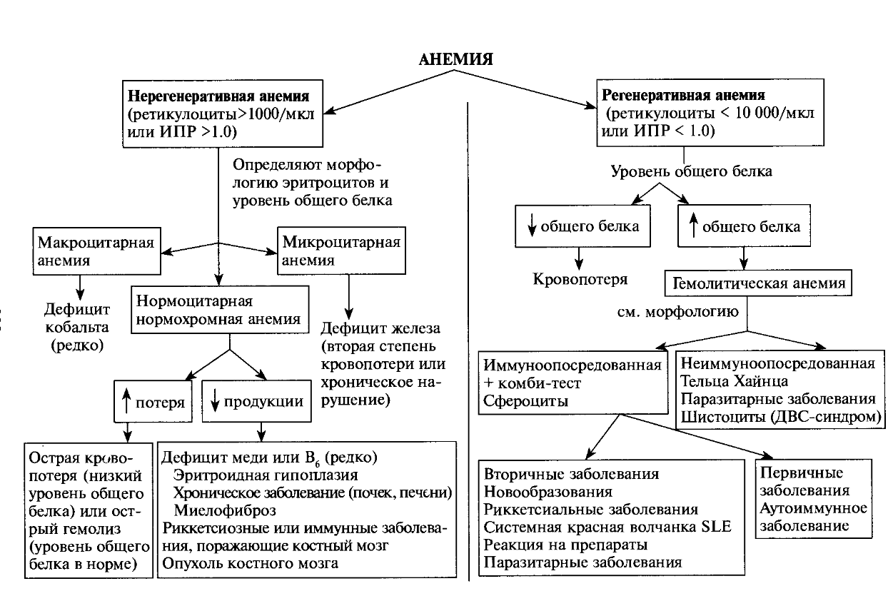 Анемия у кошек и ее типы по причинам гибели эритроцитовветлечебница рос-вет